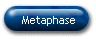 Metaphase